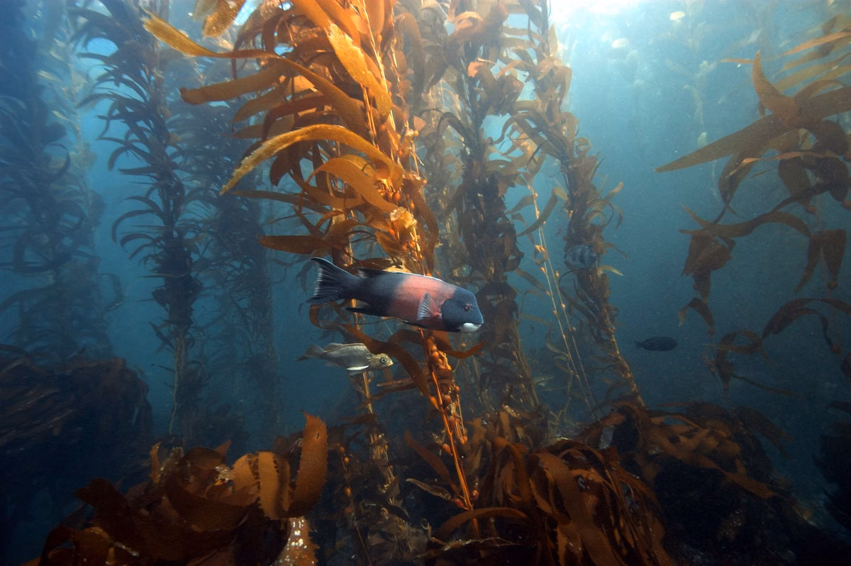 A fish swimming through a Southern California kelp forest