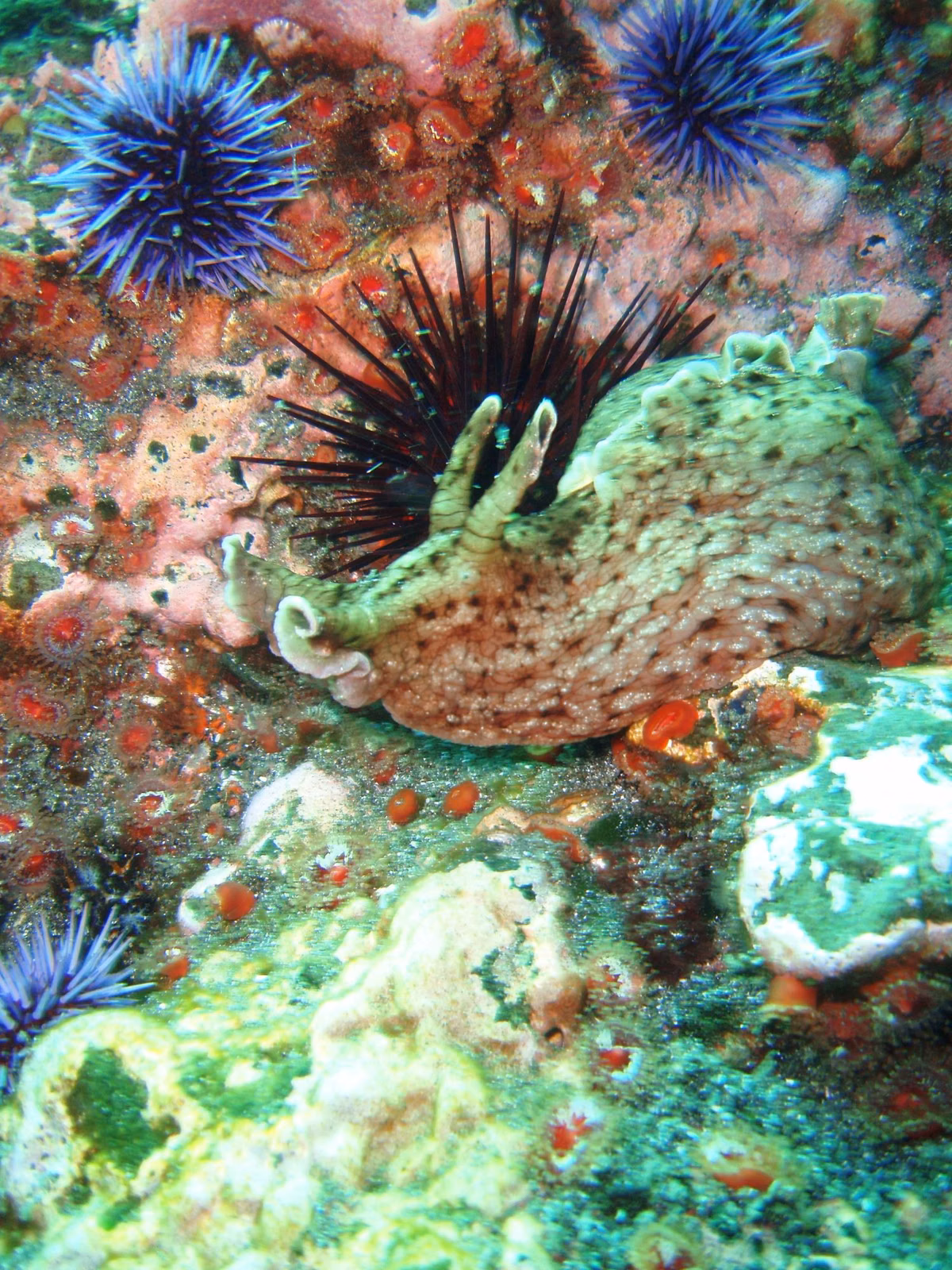 A California sea hare among purple sea urchins on a reef